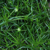 Sagina Procumbens 6 cm