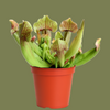 Sarracenia Rosea 8 cm