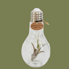 Tillandsia Flower in lightbulb with rope small  8cm