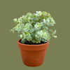 Sedum Sieboldii 5 cm