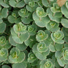Sedum Sieboldii 5 cm