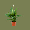 Spathiphyllum Chopin Peace Lilly 10 cm