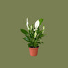 Spathiphyllum Chopin Peace Lilly 6 cm