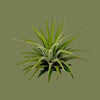 Tillandsia mix mini  5.5cm