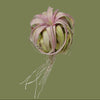 Tillandsia eric knobloch