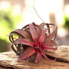 Tillandsia eric knobloch