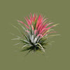 Tillandsia mix  5cm