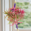 Tillandsia mix  5cm