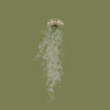 Tillandsia usnoides in shell mix
