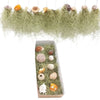 Tillandsia usnoides in shell mix