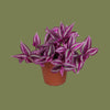 Tradescantia Pink Paradise 6 cm