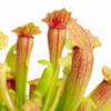 Trumpet Pitchers 8 cm