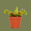 Venus Fly Traps 8 cm