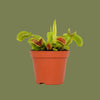 Venus Fly Traps 8 cm