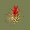 WIO Tilandsia Ionantha