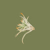 WIO Tillandsia Overing