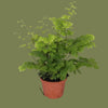 Adiantum fritz luthii mini  6cm