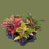 Aglaonema mini  mixed  6cm