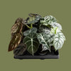 Alocasia baginda mixed 14cm