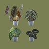 Alocasia mini mixed  6cm