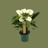 Anthurium everest white 9cm