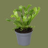 Asplenium antiquum leslie mini  6cm