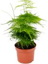 Asparagus setaceus bush 12cm