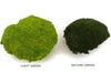 Ball Moss Light Green 500g