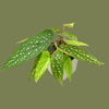 Begonia wings albopita mini  6cm
