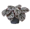 Begonia rex mixed mini 6cm