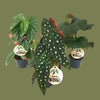 Begonia mix wings 12cm