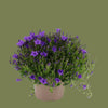 Campanula royal blue mini  6cm