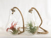 Tillandsia Flower in lightbulb with rope small  8cm