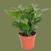 Coffea Arabica  6 Cm