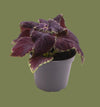 Coleus abbey road  6cm
