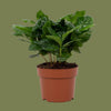 Coffea Arabica 6 cm