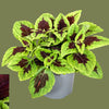 Coleus mini mixed  6cm
