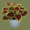 Coleus mini mixed  6cm