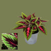 Coleus mini mixed  6cm