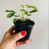 Mimosa pudica mini  6cm
