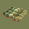 Cactus Pilosocereus Mixed 5 cm