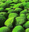 Ball Moss