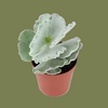 Cotyledon Undulata 5 cm
