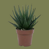 Haworthia Universe 5 cm