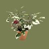 Hibiscus variegata  6cm