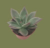 Aloe kedongensis 5cm Pot