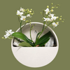 Wall Hanging Orchid Terrarium 24cm