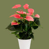 Anthurium royal spirit champion 12cm