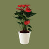 Anthurium big flowers mix 12cm