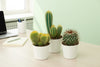 Cactus Pilosocereus Mixed 5 cm